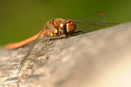 vergr&ouml;&szlig;ern