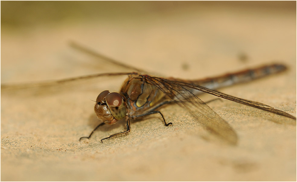 Libellen, Gro&szlig;e Heidelibelle