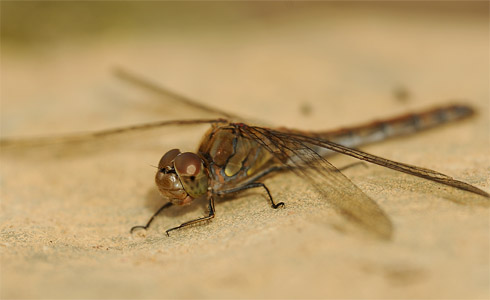 vergr&ouml;&szlig;ern