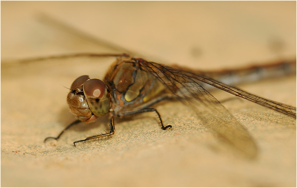 Libellen, Gro&szlig;e Heidelibelle
