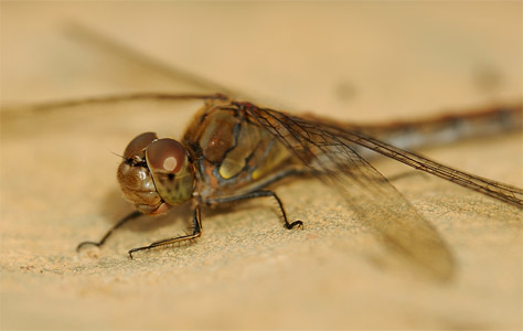 vergr&ouml;&szlig;ern