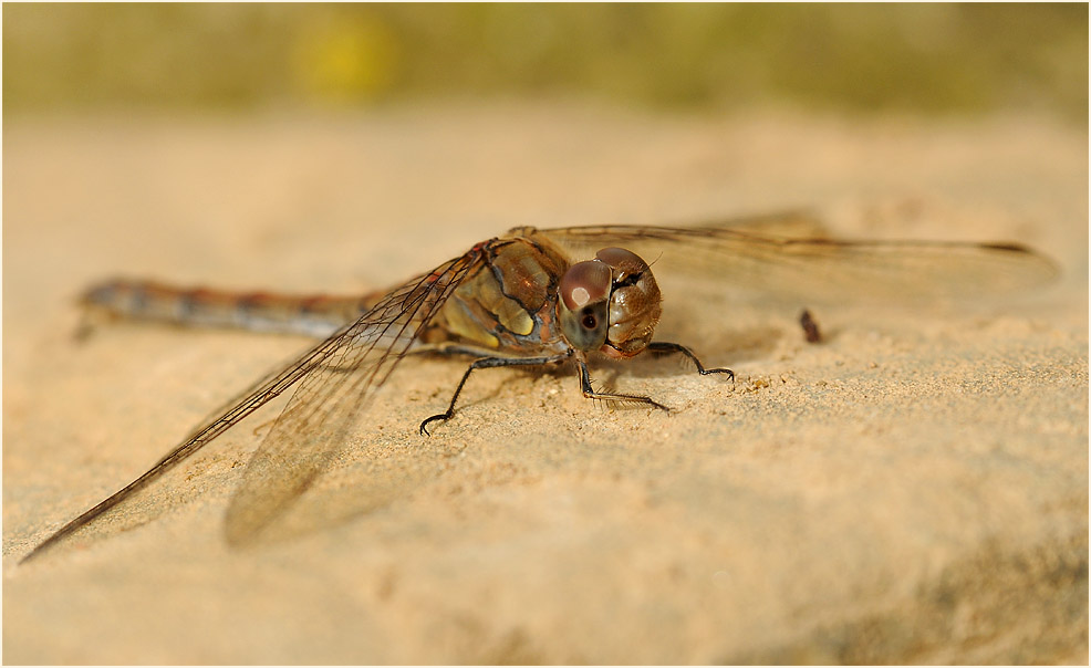 Libellen, Gro&szlig;e Heidelibelle