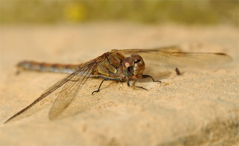 vergr&ouml;&szlig;ern