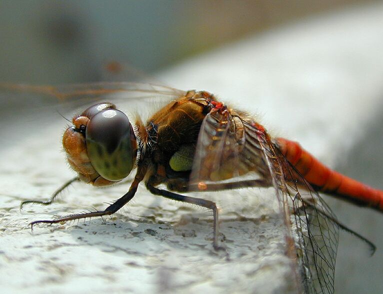 Libellen, Gro&szlig;e Heidelibelle