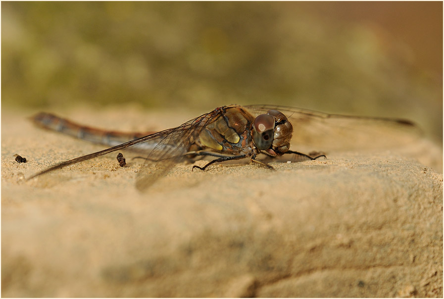 Libellen, Gro&szlig;e Heidelibelle