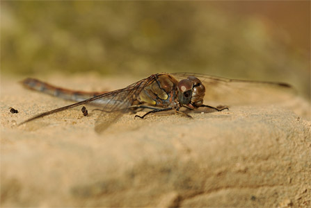 vergr&ouml;&szlig;ern