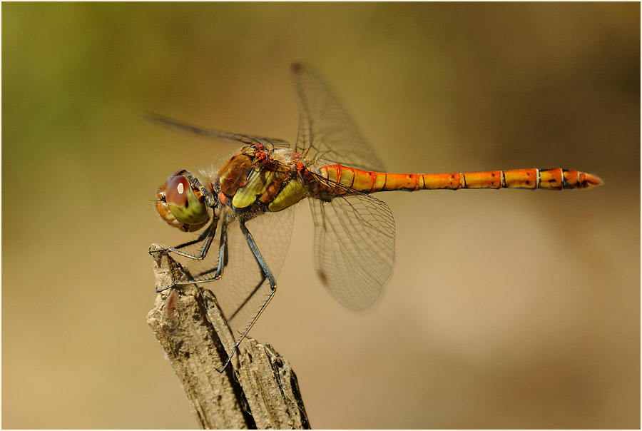 Libellen, Gro&szlig;e Heidelibelle
