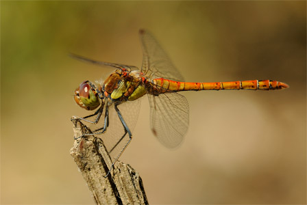 vergr&ouml;&szlig;ern