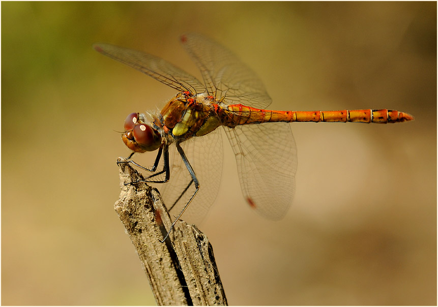 Libellen, Gro&szlig;e Heidelibelle