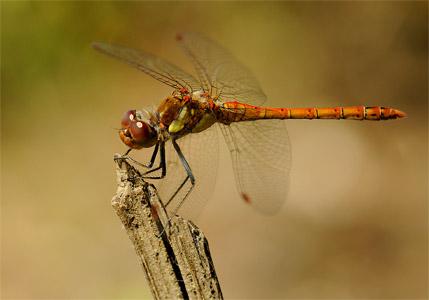 vergr&ouml;&szlig;ern