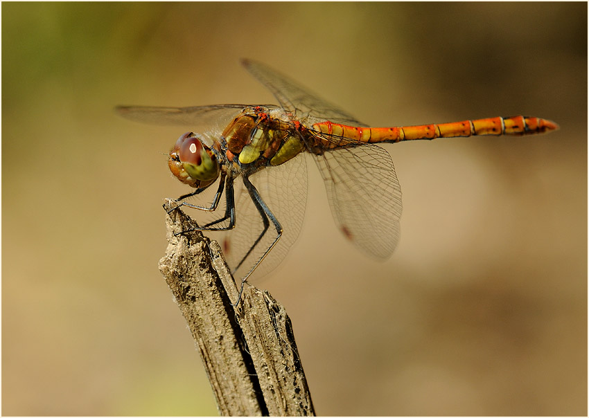 Libellen, Gro&szlig;e Heidelibelle