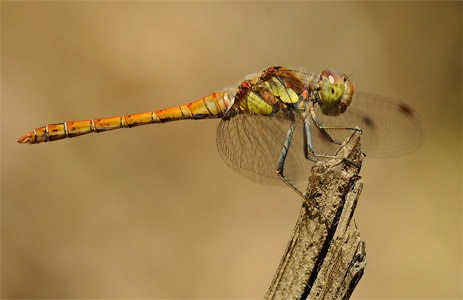 vergr&ouml;&szlig;ern