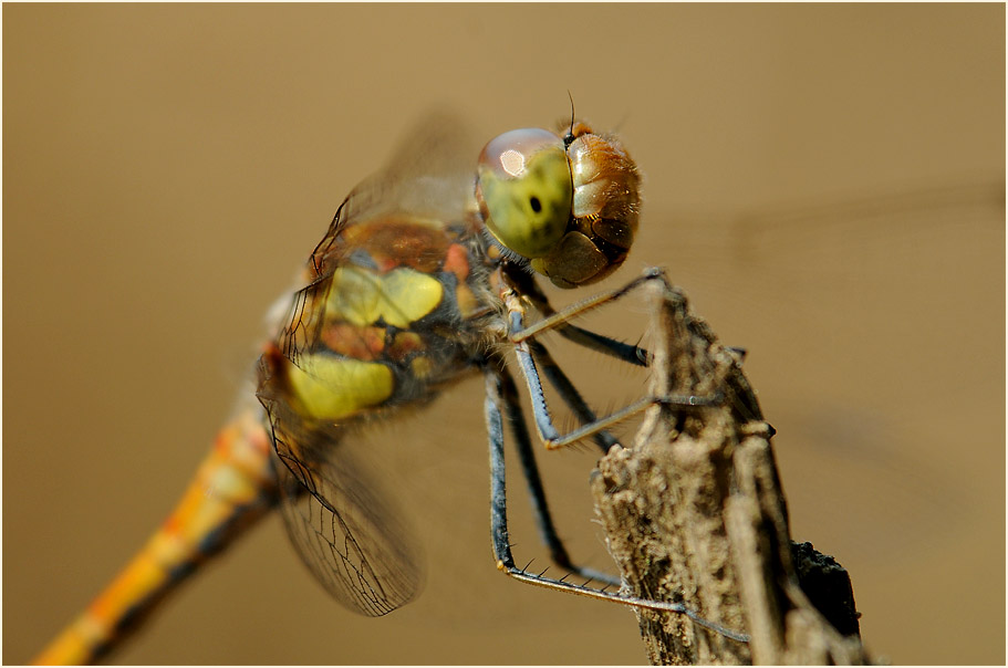 Libellen, Gro&szlig;e Heidelibelle