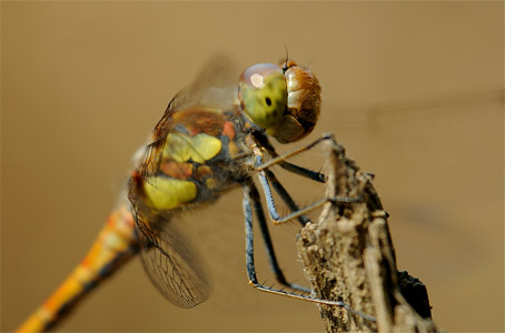 vergr&ouml;&szlig;ern