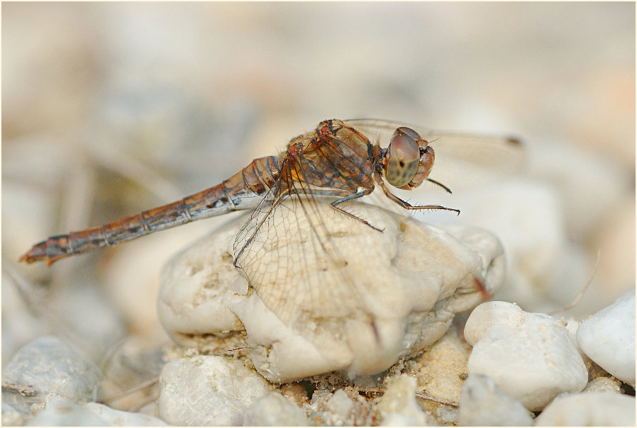 Libellen, Gro&szlig;e Heidelibelle
