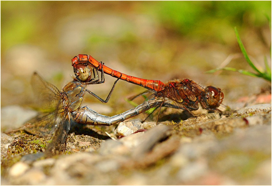 Libellen, Gro&szlig;e Heidelibelle