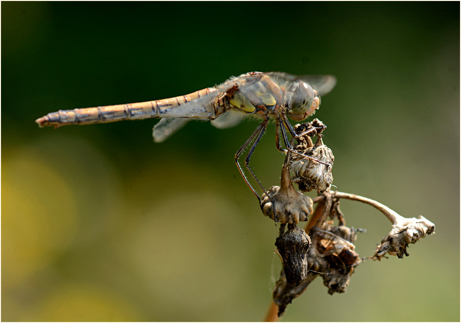 Libellen, Gro&szlig;e Heidelibelle