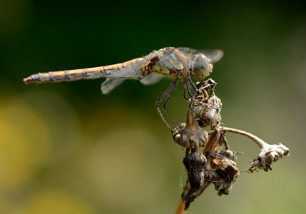 vergr&ouml;&szlig;ern