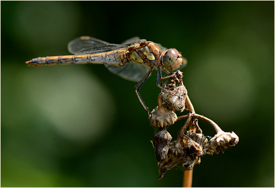 Libellen, Gro&szlig;e Heidelibelle