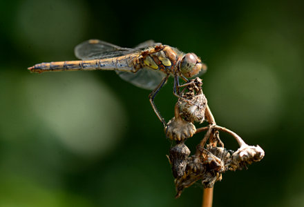 vergr&ouml;&szlig;ern