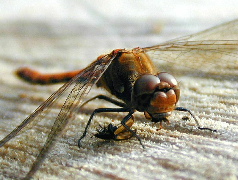 Libellen, Gro&szlig;e Heidelibelle