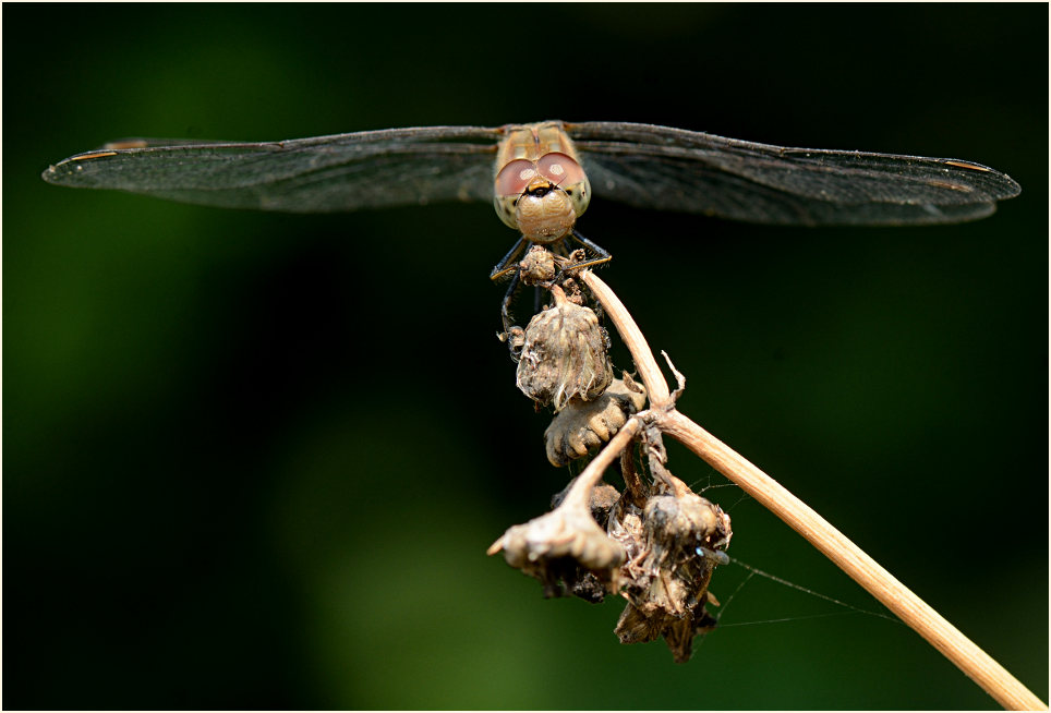 Libellen, Gro&szlig;e Heidelibelle