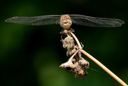 vergr&ouml;&szlig;ern