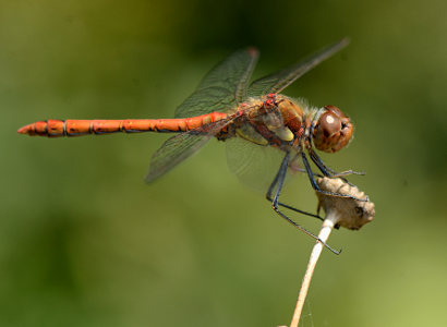 vergr&ouml;&szlig;ern