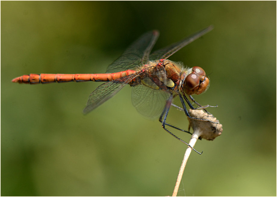 Libellen, Gro&szlig;e Heidelibelle
