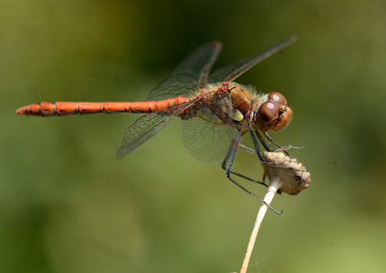 vergr&ouml;&szlig;ern