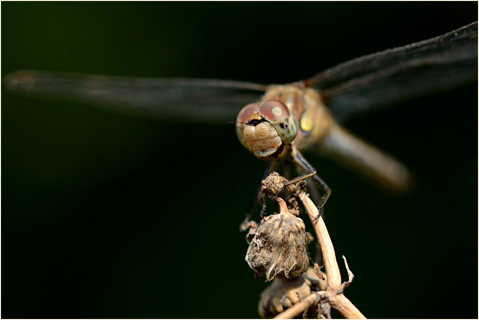 Libellen, Gro&szlig;e Heidelibelle