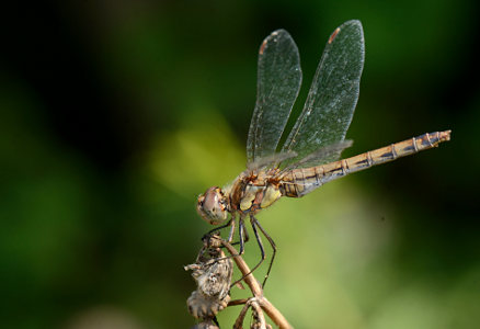 vergr&ouml;&szlig;ern