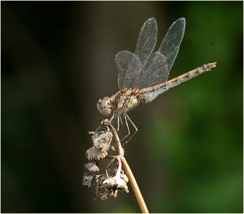 Libellen, Gro&szlig;e Heidelibelle