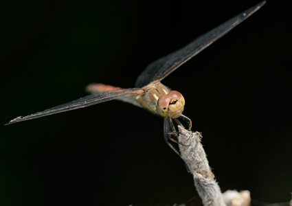 vergr&ouml;&szlig;ern