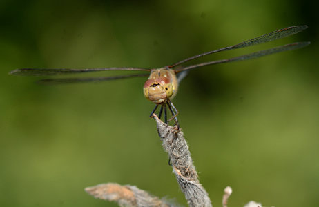 vergr&ouml;&szlig;ern