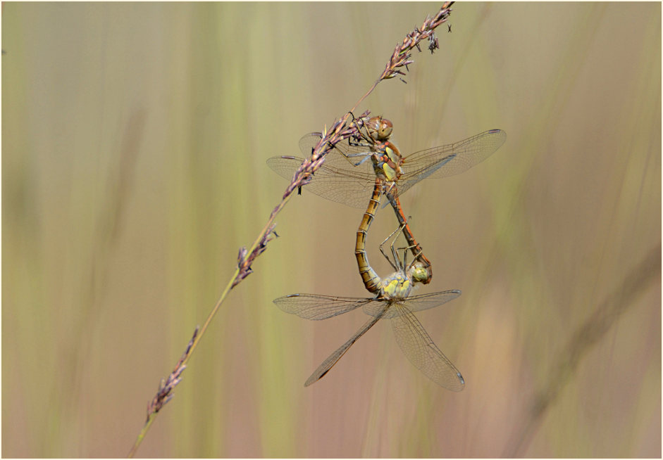 Libellen, Gro&szlig;e Heidelibelle