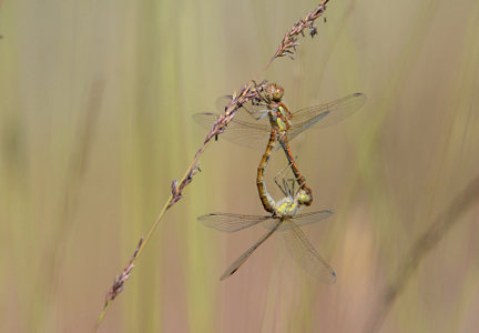 vergr&ouml;&szlig;ern