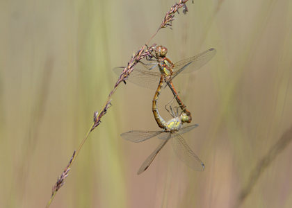 vergr&ouml;&szlig;ern