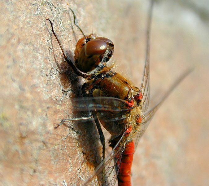 Libellen, Gro&szlig;e Heidelibelle
