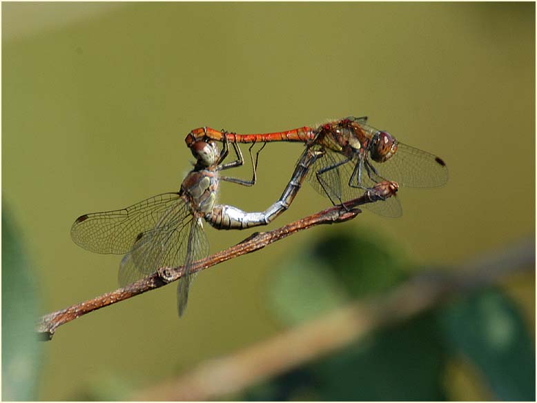 Libellen, Gro&szlig;e Heidelibelle