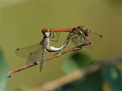 vergr&ouml;&szlig;ern
