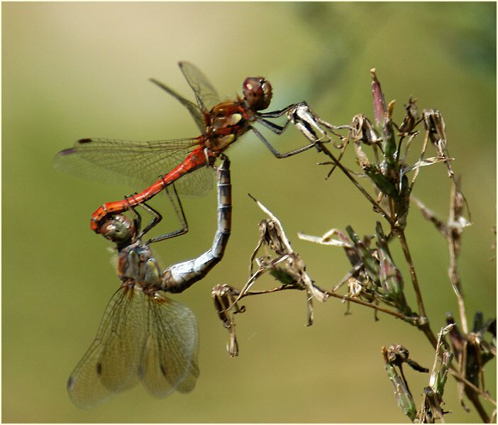 Libellen, Gro&szlig;e Heidelibelle