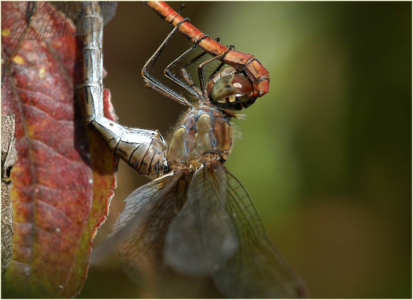 Libellen, Gro&szlig;e Heidelibelle