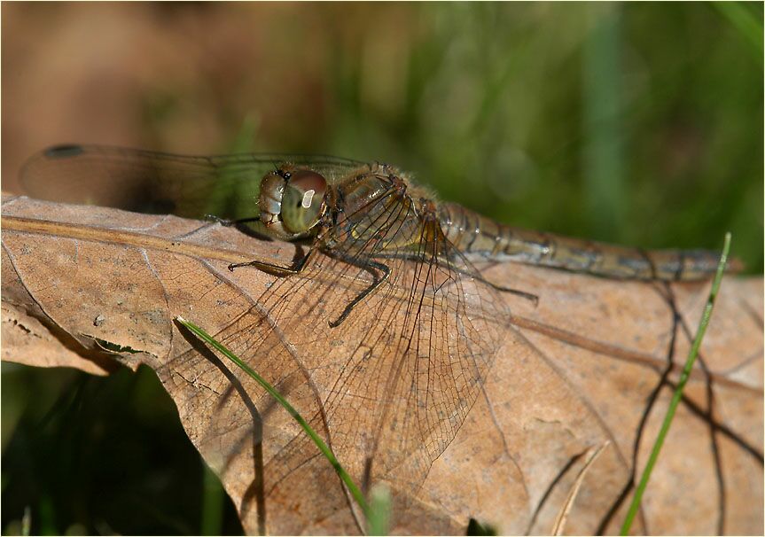 Libellen, Gro&szlig;e Heidelibelle
