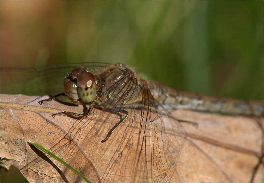 Libellen, Gro&szlig;e Heidelibelle