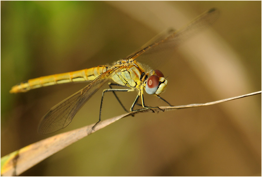 Libellen, Fr&uuml;he Heidelibelle (Sympetrum fonscolombii) 