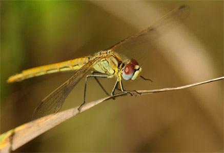 vergr&ouml;&szlig;ern