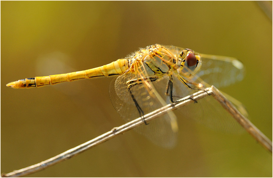 Libellen, Fr&uuml;he Heidelibelle (Sympetrum fonscolombii) 