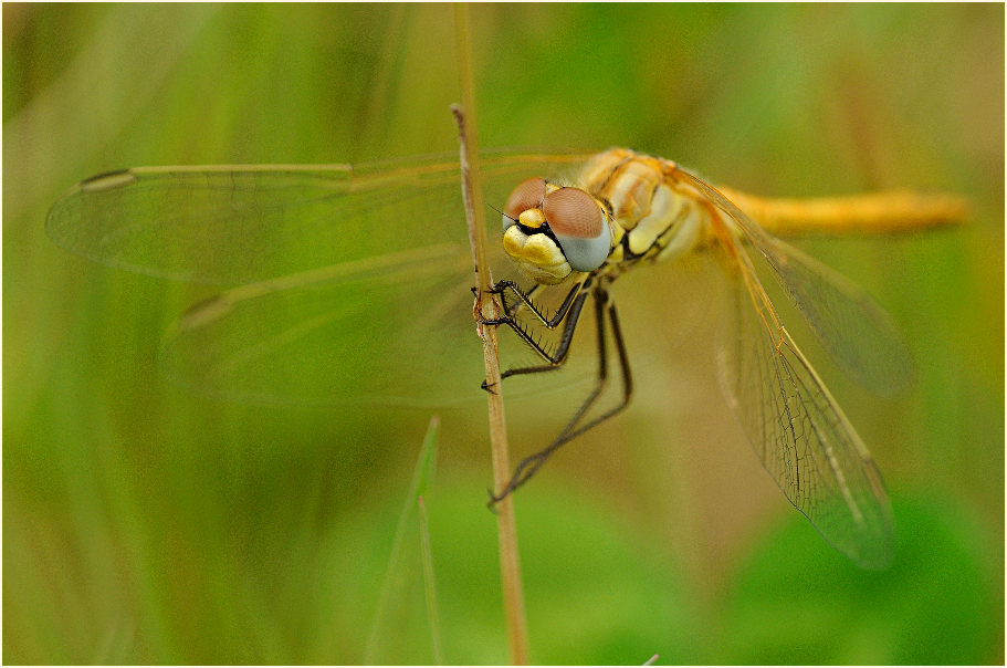 Libellen, Fr&uuml;he Heidelibelle (Sympetrum fonscolombii) 