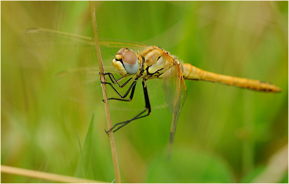 Libellen, Fr&uuml;he Heidelibelle (Sympetrum fonscolombii) 